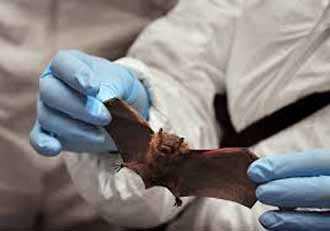 Bat Plague Confirmed in Alabama
